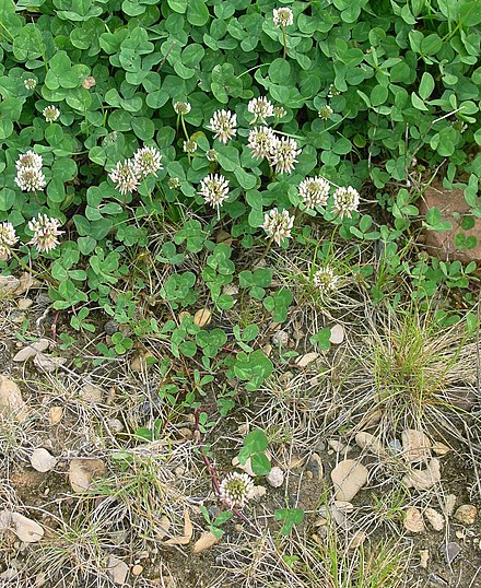 Клевер ползучий тип. Клевер ползучий (Trifolium repens). Клевер ползучий (Trifolium repens) «Атропурпуреа. Клевер Трифолиум Репенс. Клевер желтый ползучий сорняк.