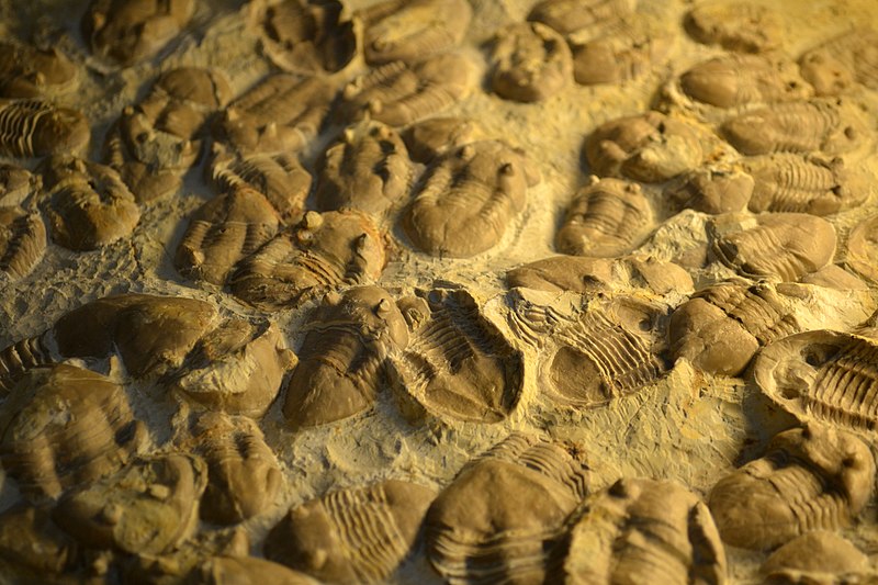 File:Trilobitenpflaster, Paläontologisches Museum München.JPG