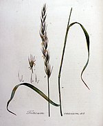 Triticum caesium — Flora Batava — Volume v8.jpg
