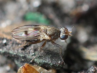 <i>Trixoscelis obscurella</i> Species of fly