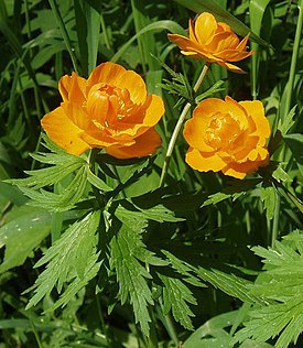 Maillot de bain asiatique (Trollius asiaticus)