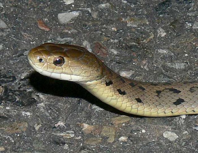 Snake scale - Wikipedia