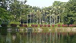 Tropical Botanical Garden, Xishuangbanna - panoramio - Colin W (1).jpg