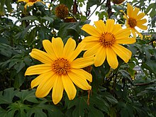Sunflowers are a primary motif for Colors of StoBoSa. Tuba,Benguetjf9806 43.JPG
