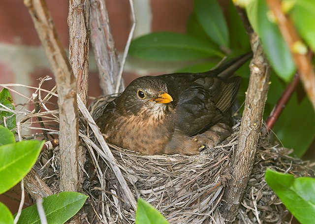 Bird nest - Wikiwand