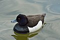 * Nomination Male Tufted Duck (Aythya fuligula) in Kadrioru park --Iifar 17:54, 29 May 2013 (UTC) * Promotion  Support Good for me --Christian Ferrer 18:00, 29 May 2013 (UTC)