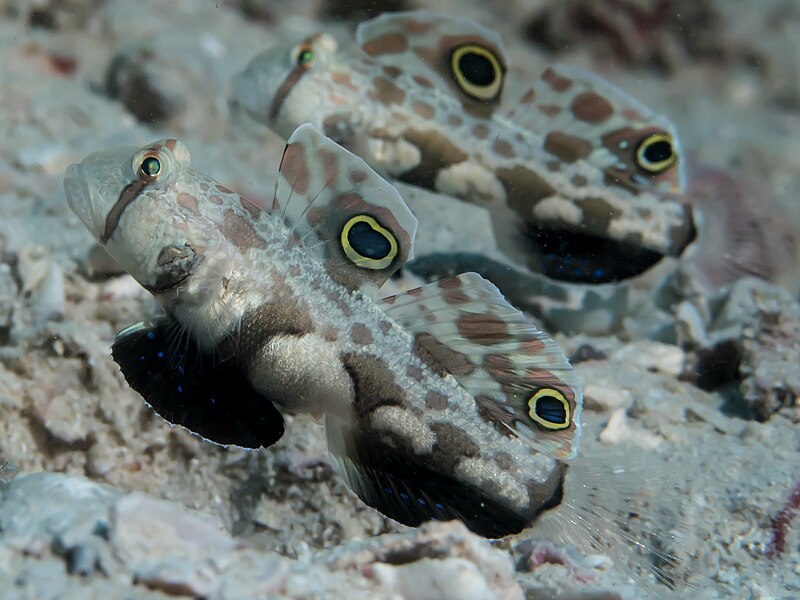 File:Twin-spot Goby (Signigobius biocellatus) (37260555762).jpg