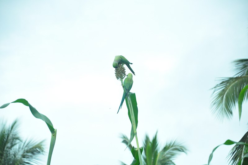 File:Two Parrots eat Millet-1.jpg