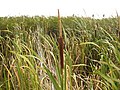 Thumbnail for Typha capensis