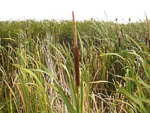 Typha capensis.jpg