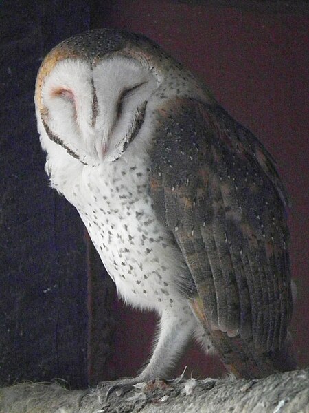 File:Tyto alba Barn Owl in Tanzania 5114 Nevit.jpg