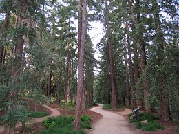 UC_Davis_arboretum_-_redwood_grove_2.jpg