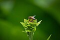 Une abeille (Apis mellifera) sur une grande aunée (Inula helenium)