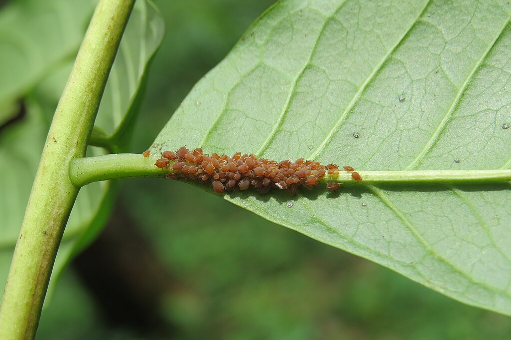 Unidentified Aphidoidea at Peravoor