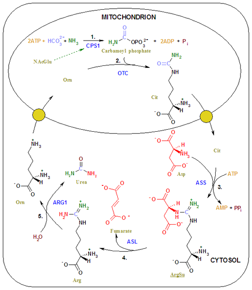 File:Urea cycle 2.png