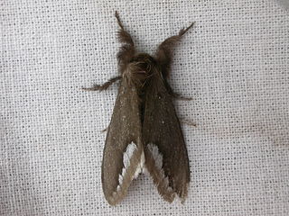 <i>Euproctis limbalis</i> Species of moth