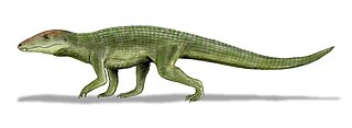 <i>Uruguaysuchus</i> Extinct genus of reptiles