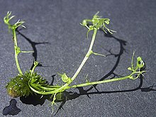 UtriculariaBremiiHibernacleSprouting.jpg