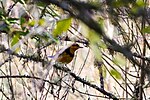 Thumbnail for File:Varied thrush (31689240075).jpg