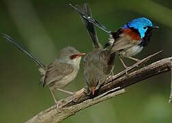 Variegated Fairywrens Dayboro 1207.JPG