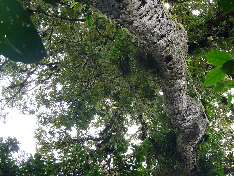 File:Vegetación de la Reserva de la Biosfera La Amistad Panama (RBLAP) 08.JPG