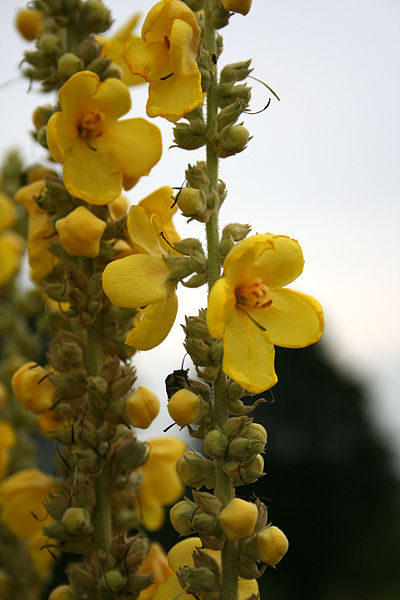 File:Verbascum thapsiforme kwiatostan 400.jpg