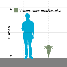 The estimated size of V. minutisculptus compared to a human Vernonopterus Scale.svg