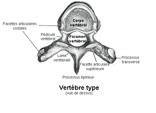 Fortune Salaire Mensuel de Laminectomie Combien gagne t il d argent ? 10 000,00 euros mensuels