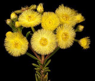 <i>Verticordia rutilastra</i> Species of plant