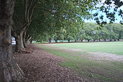Victoria Park Auckland Bäume.jpg