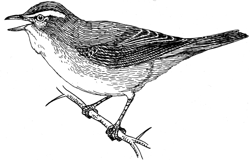 File:Vireo (PSF).png