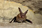 Thumbnail for Virginia big-eared bat
