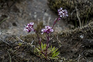 Firletka alpejska Viscaria alpina