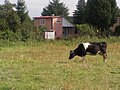 Krowa pasąca się na łące, będącej punktem granicznym osiedla i tym samym miasta Włocławka