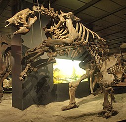 Mounted fossilized skeleton of the Pliocene-Pleistocene ground sloth Eremotherium WLA hmns Giant ground sloth 2.jpg