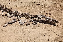 Squelette de cétacé dans un désert. On distingue les côtés et le museau distinctement.