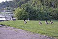 Waggoner Creek picnic area birds.jpg
