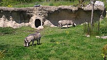 Warthogs at Toronto Zoo, situated in the Rouge River Valley
