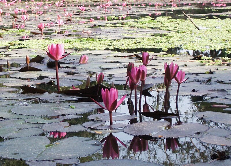 File:Water Lily Sandwip.jpg