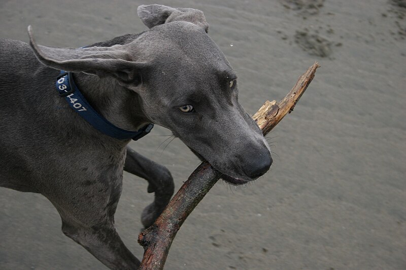 File:Weimaraner stick.jpg