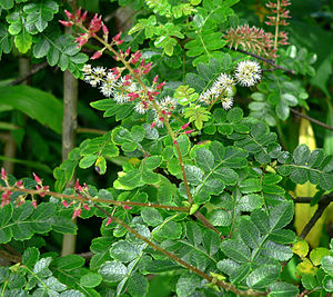 Leaves and flowers of Weinmannia pinnata