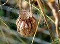 Argiope bruennichi egg sac Germany -Saarland