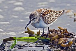 Western sandpiper