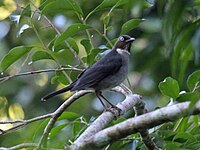 Thrush, White-eyed Turdus jamaicensis