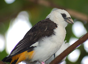 White-headed Buffalo-weaver Dinemellia dinemelli Branch 2200px.jpg