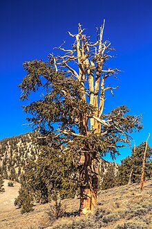 White Mtns Ancient Bristlecone Pines Park - veličastni stražarji (11226530283) .jpg