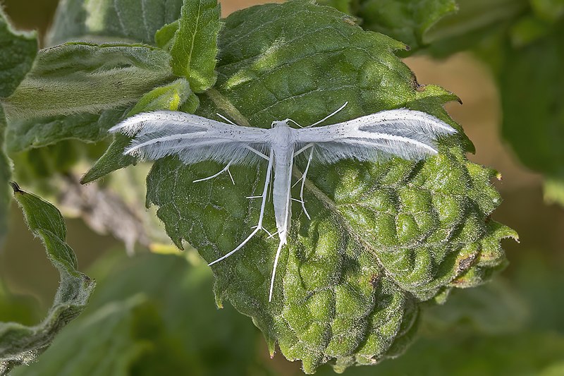 File:White plume moth (Pterophorus pentadactyla) Transylvania.jpg
