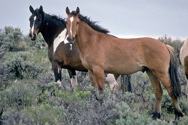 Feral horses (mustangs) in Oregon