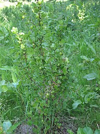 Wilde kruisbes (Ribes uva-crispa wild plant).jpg