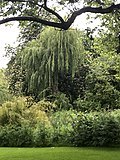 Willow tree at Buckingham Palace Gardens.jpg